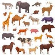 Animals